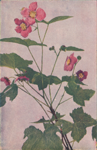 Purple-flowering Raspberry